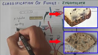 Classification Of Fungi  Zygomycota Conjugating Fungi  Life Cycle Of Rhizopus Black Bread Mold [upl. by Catherine401]