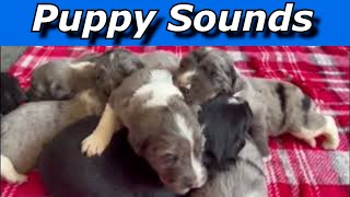 Puppy Sounds  Sounds Dogs Love [upl. by Latreese]