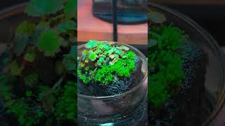 moss and Saxifraga stolonifera planted on a piece of black lava rock mossdecor terrariums [upl. by Goldenberg]