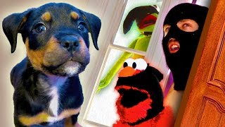 Elmo and Kermit The Frog Rob a House amp Lost Puppy April Fools Prank [upl. by Micki]