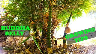 Buddha Belly Bamboo  Everything You Need to Know [upl. by Mayeda]