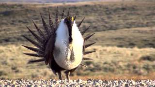 Greater SageGrouse [upl. by Rozele]