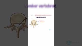 Lumbar vertebrae anatomyLumbar vertebrae [upl. by Arturo]