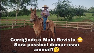 Corrigindo a Mula Revista 😳 Será possível domar esse animal🤔 [upl. by Snashall54]