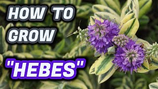 How To Grow Hebes  Beautiful Variegated Plants Quick Guide [upl. by Orpha129]