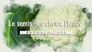 LE CHOUX FLEUR  du semis à la plantation permaculture [upl. by Llovera419]