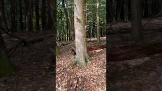 shorts hiking trending forest cooperstown [upl. by Whorton]