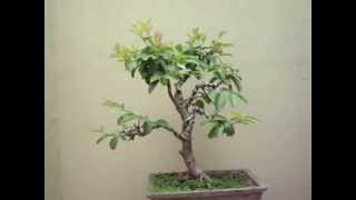 Guava Bonsai  Part 3 [upl. by Lindly]