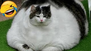 Try Not To Laugh 🤣 Funniest Cats and Dogs 2024 😹🐶 Part 15 [upl. by Eb]