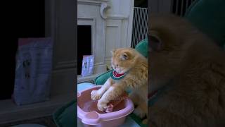 Today the cat teaches you how to make sausages funnycat funnyvideos funnyvideoshorts [upl. by Yssis]