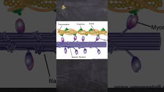 Le rôle du muscle strié squelettique dans la conversion d’énergie svt 2bacbiof [upl. by Meakem]