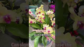 白醋养花怎么用How to use white vinegar to cultivate flowers 花草 分享 养花 garden 园艺 https 种植技术 种植技术 科普 [upl. by Sivaj]