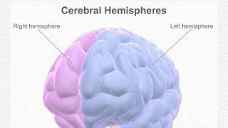 The Cerebral Cortexbrainanatomyandphysiology [upl. by Hayashi897]