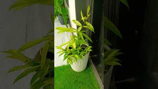 Like comment share and subscribe love garden gardenflowers gardenplants nature 🥰 [upl. by Attenrad162]