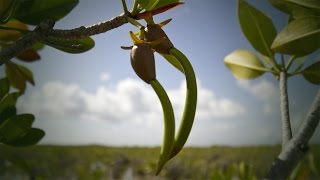 Life Cycle of the Red Mangrove [upl. by Tavi534]