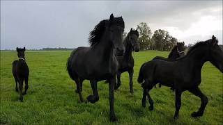 6 Friesian horses with their cute little foals [upl. by Aerbma594]