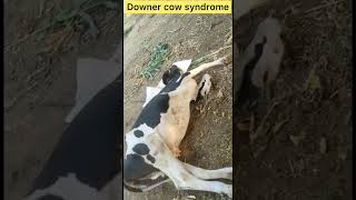 Downer cow syndrome l Dr Umar Khan [upl. by Eninnej]