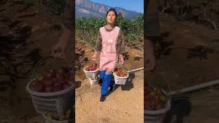 The fig fruits of this poor girls garden are very tasty which are found in the hilly area figs [upl. by Angrist393]