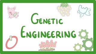 Usage of bacteriophage in Genetic engineering [upl. by Boynton]