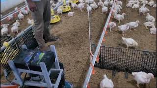 Poultry Raking6363333695 8884284521 [upl. by Amero]