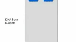 RFLP  Restriction Fragment Length Polymorphism Flash LectureDNA Fingerprinting [upl. by Eneles]