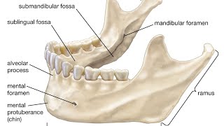 mandible bonesnell anatomy شرح بالعربي [upl. by Saihtam]