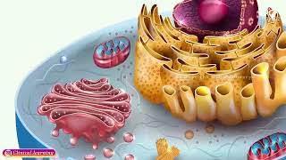 Energy Production and Metabolism in the Cells Animation [upl. by Anitsirc]