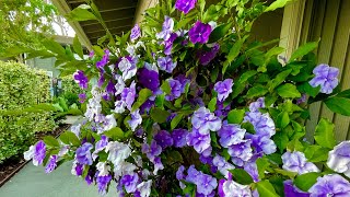 Brunfelsia pauciflora ‘Floribunda’ – Yesterday Today amp Tomorrow [upl. by Sinne]