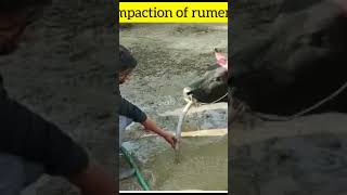 Impaction of rumen l dr umar khan [upl. by Ttirb]