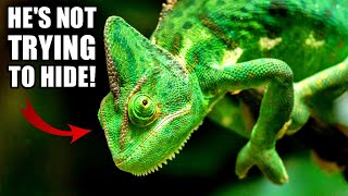 Chameleon Facts Camouflage Masters   Animal Fact Files [upl. by Atiran]