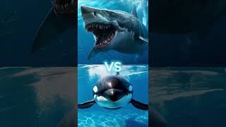 Orca vs Megalodon vs bull shark mako shark dusky shark dolphin bear giant trevally [upl. by Yehus702]