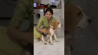 Saipallavi with her Puppy trending shortsfeed shortsvideo shorts shortvideo short subscribe [upl. by Horton233]