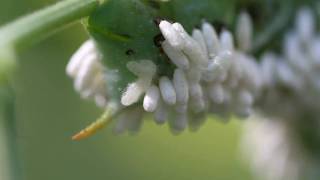 Parasitoidinfested Tobacco Hornworm  larvae spinning cocoons [upl. by Laenej849]