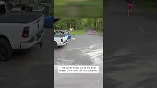 Woman Runs After Bear Chasing Her Dog shorts [upl. by Eigger455]