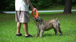 Bulky Builts BUCKING BODACIOUS currently the Number One Olde English Bulldogge in the World [upl. by Herve102]