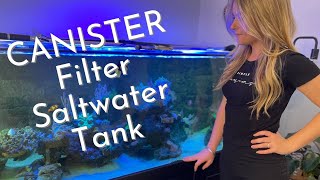 Canister filter saltwater reef tank Accidental predator fish and new coral update [upl. by Uttasta]