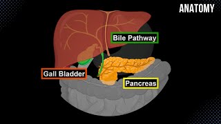 Bile Pathway Gall Bladder amp Pancreas  Anatomy [upl. by Atsirhcal]