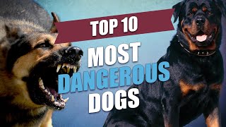 Top 10 Most Dangerous Dogs in the World [upl. by Kirby427]