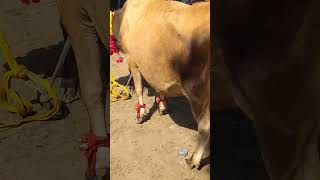 Jarsi caw 22 litre ki cow shortvideos cow [upl. by Dehlia]