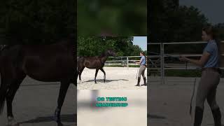 Make sure your horse knows THIS before you ride younghorse horestraining groundwork horseriding [upl. by Gregorius]