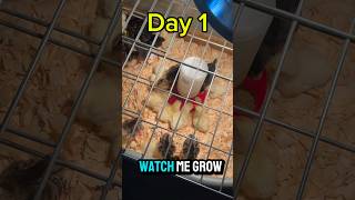 FASTEST growing chickens in the world [upl. by Anelec68]