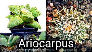 Ariocarpus Types [upl. by Groves]