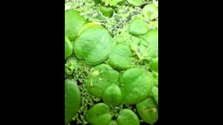 Flowering frogbit [upl. by Misa]