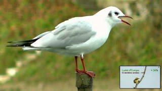 Cri de Mouette rieuse et évolution du nombre doiseaux en France [upl. by Norrabal]