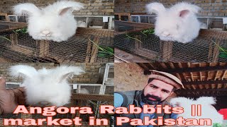 Angora Rabbits  market in Pakistan  Abbas Rabbits Farm Peshawar [upl. by Iruahs]