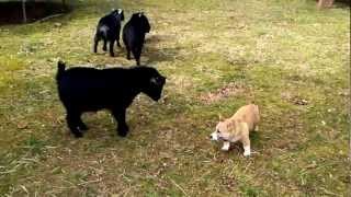 Corgi Herding Goats [upl. by Alphonsine]