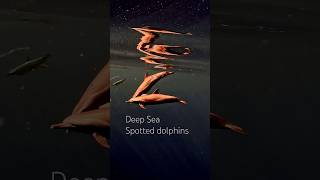 Dolphins in the wild 🐬 shorts dolphin hawaii trending song free wildlife uw asmr nature [upl. by Htehpaj]