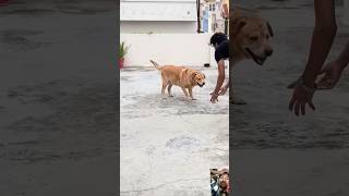 Leo ne laga li Nitro leodog shorts dog funny comedy doglover superdog gymdog [upl. by Enialahs]