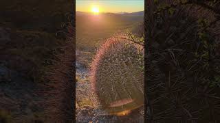 Enjoying a magical Barrel Cactus sundown over the Sonoran Desert Arizona ferocactus cacti sunset [upl. by Faustus]