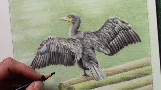 drawing a cormorant with colored pencils [upl. by Branham]